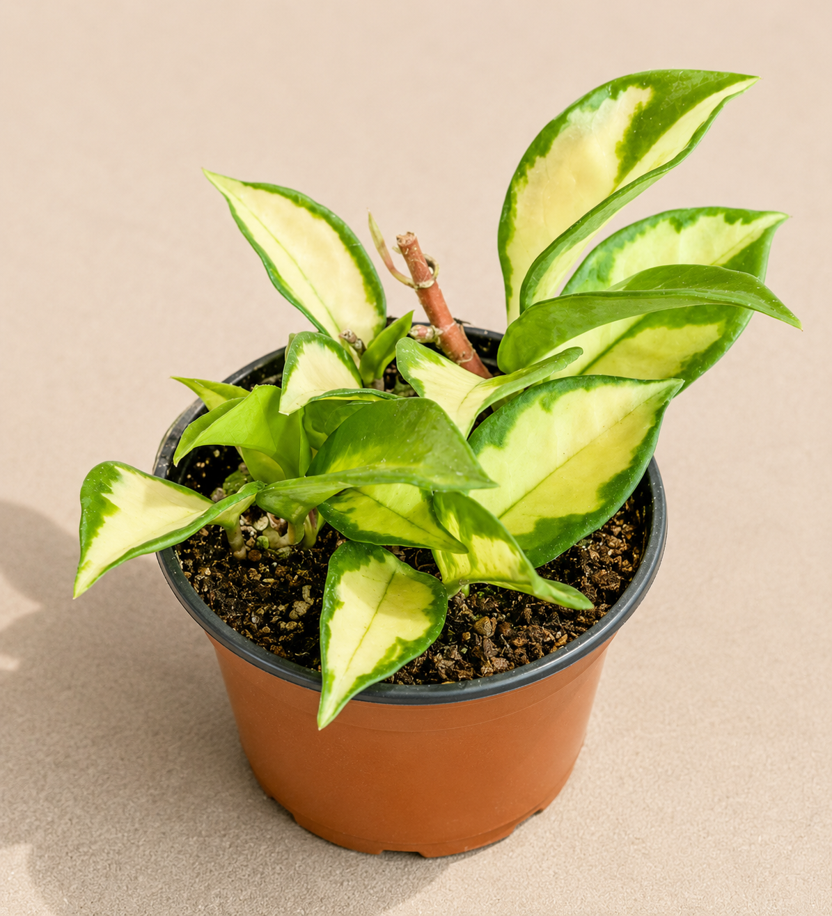 Hoya Carnosa Exotica Tricolor in a 4 inch nursery pot with green cream pink and red variegated waxy leaves
