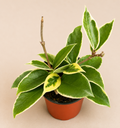 Hoya Carnosa Krimson Queen in a 4 inch nursery pot with green cream and pink variegated foliage