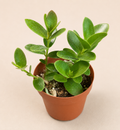 Hoya Cumingiana starter plant in a 2 inch nursery pot with compact green trailing foliage