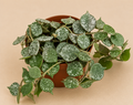 Hoya Curtisii starter plant in a 2 inch nursery pot with small green leaves and silver speckled foliage