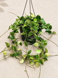 Hoya CV Chouke in a 6 inch hanging basket with trailing green foliage