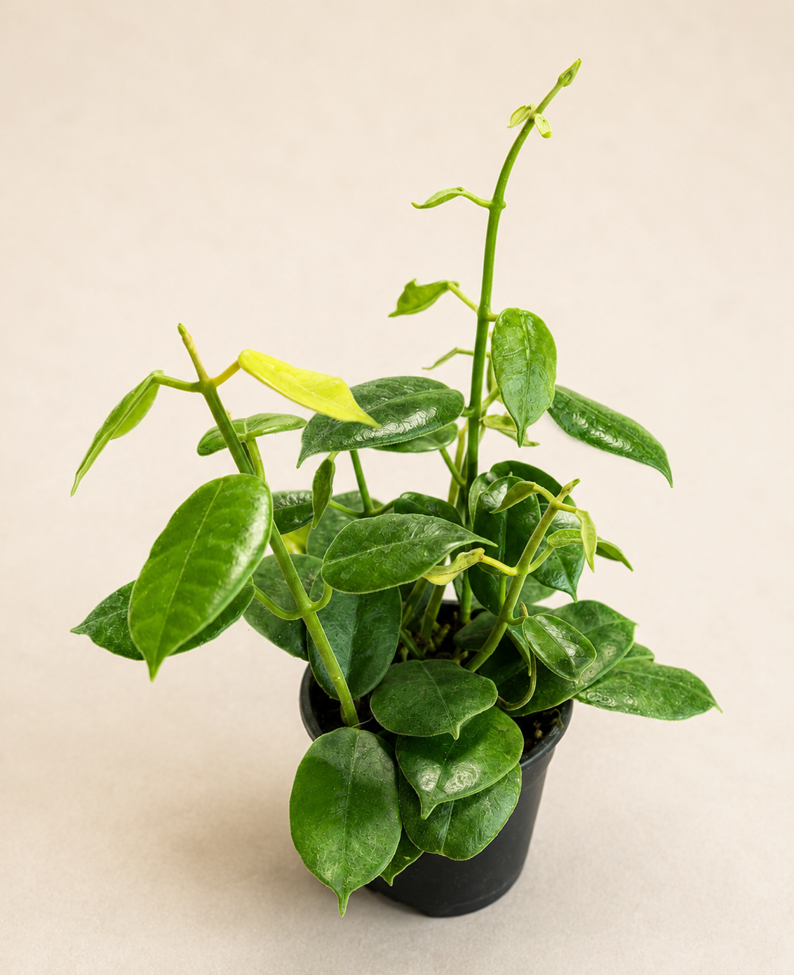 Hoya CV Optimistic in a 4 inch nursery pot with green vining foliage