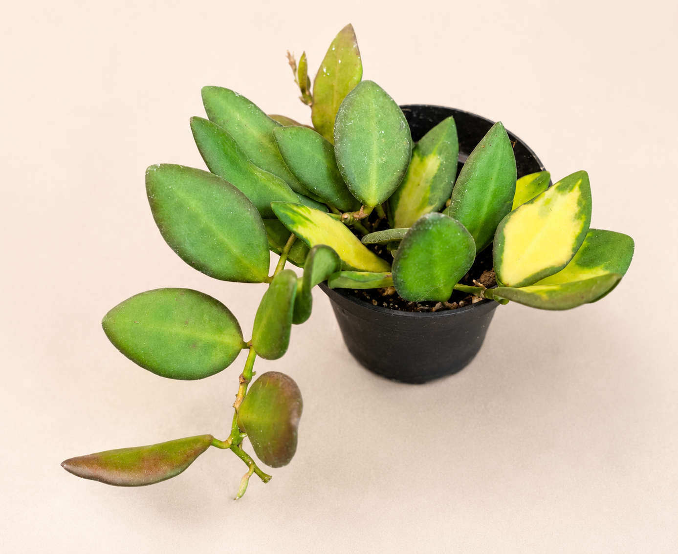 Hoya DS-70 Variegated – 2" Starter Plant