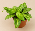 Hoya Fitchii starter plant in a 2 inch nursery pot with rounded green wax plant foliage