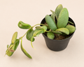 Hoya GPS 7240 starter plant in a 2 inch nursery pot with oval green leaves and silver splashing