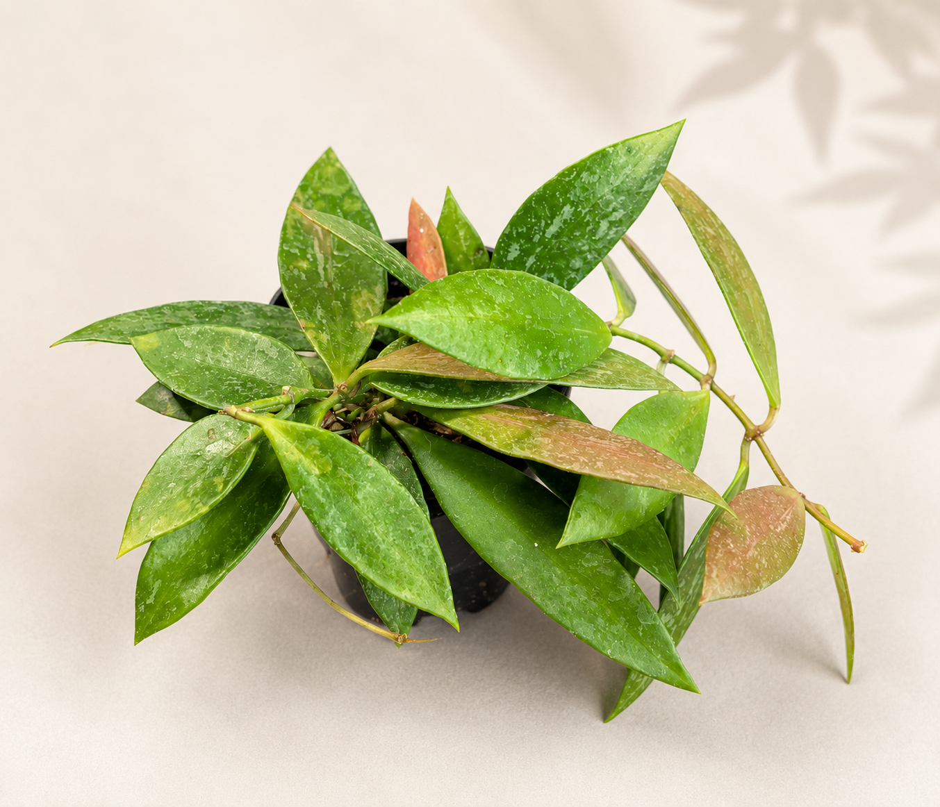 Hoya Gracilis – 2" Starter Plant