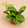 Hoya Hainanensis starter plant in a 2 inch nursery pot with green wax plant foliage