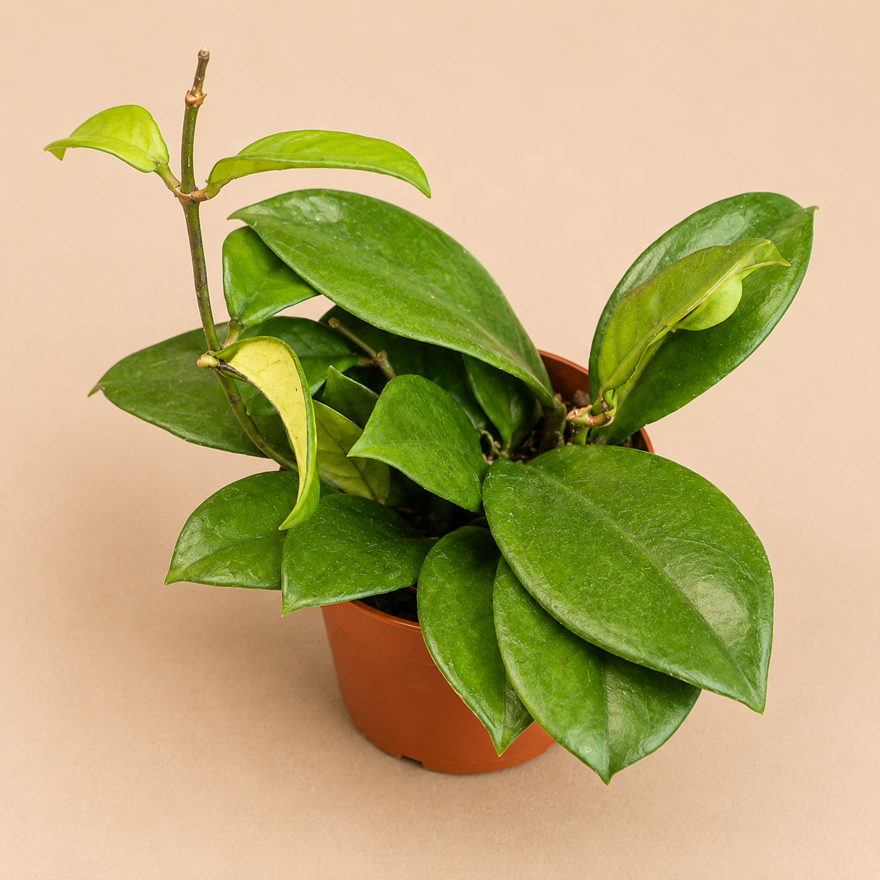 Hoya Hainanensis starter plant in a 2 inch nursery pot with green wax plant foliage