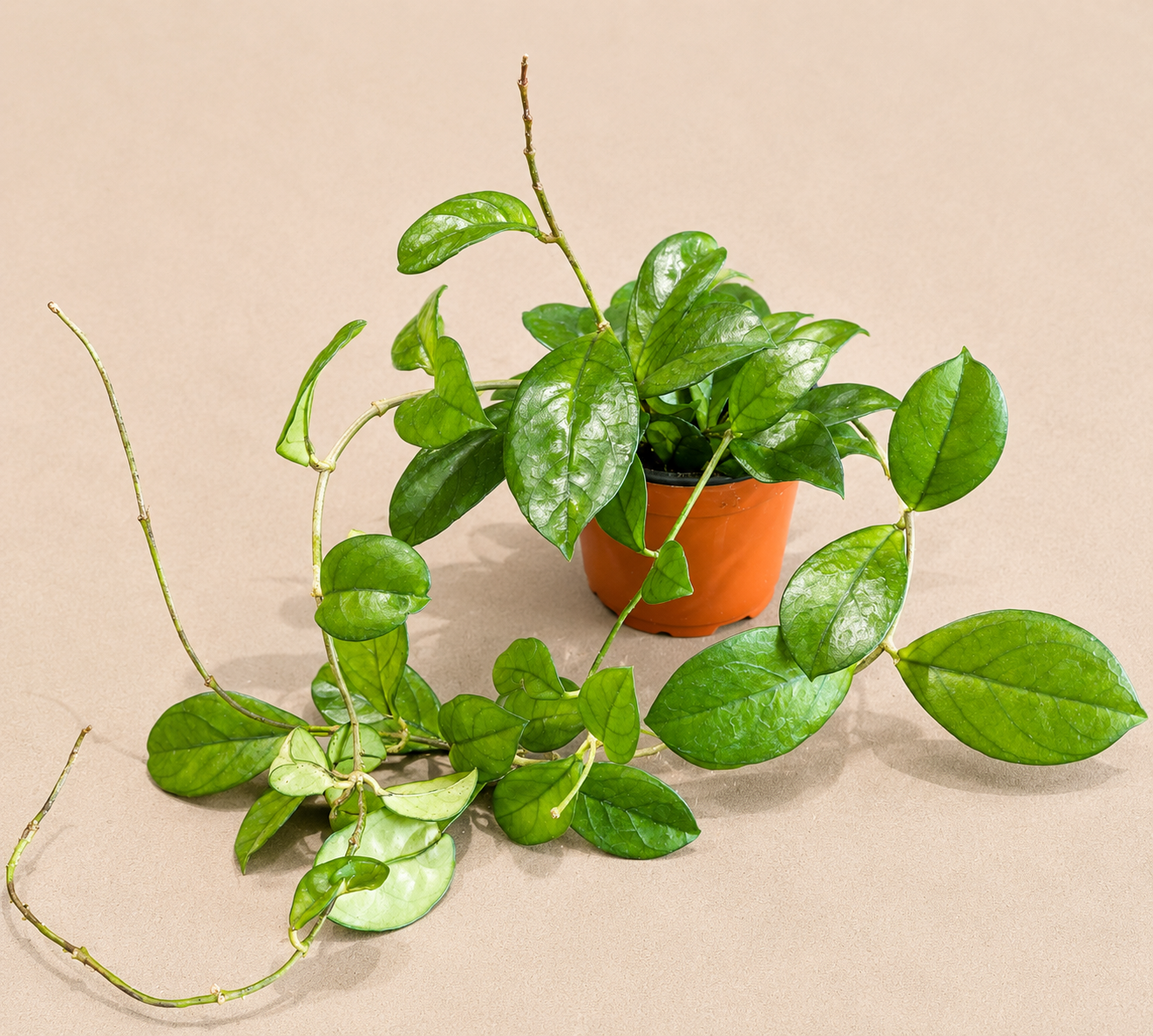 Hoya Hainanensis in a 4 inch nursery pot with green veined waxy foliage