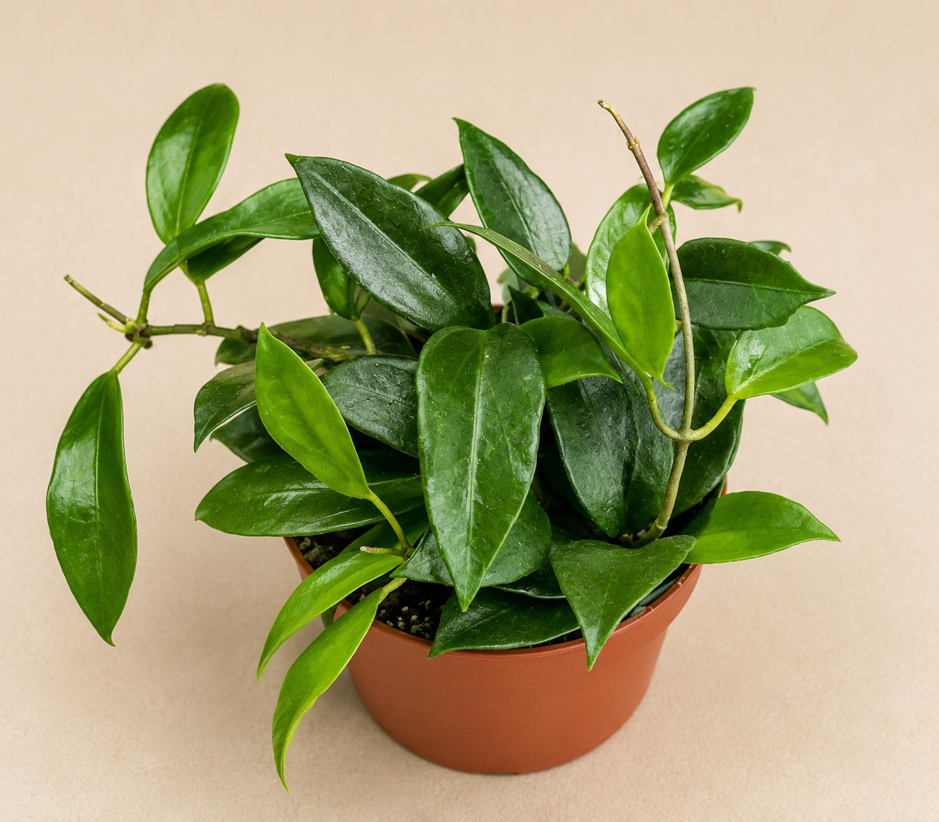 Hoya Limoniaca starter plant in a 2 inch nursery pot with green wax plant foliage