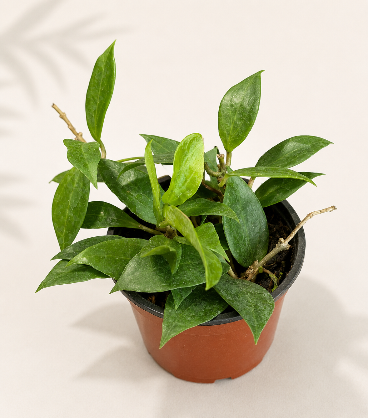 Hoya Limoniaca plant in a 4 inch pot with green vining foliage and lighter leaf veining