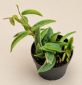 Hoya Lyi China starter plant in a 2 inch nursery pot with fuzzy green wax plant foliage
