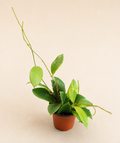 Hoya Mindorensis Pink in a 4 inch nursery pot with green vining foliage
