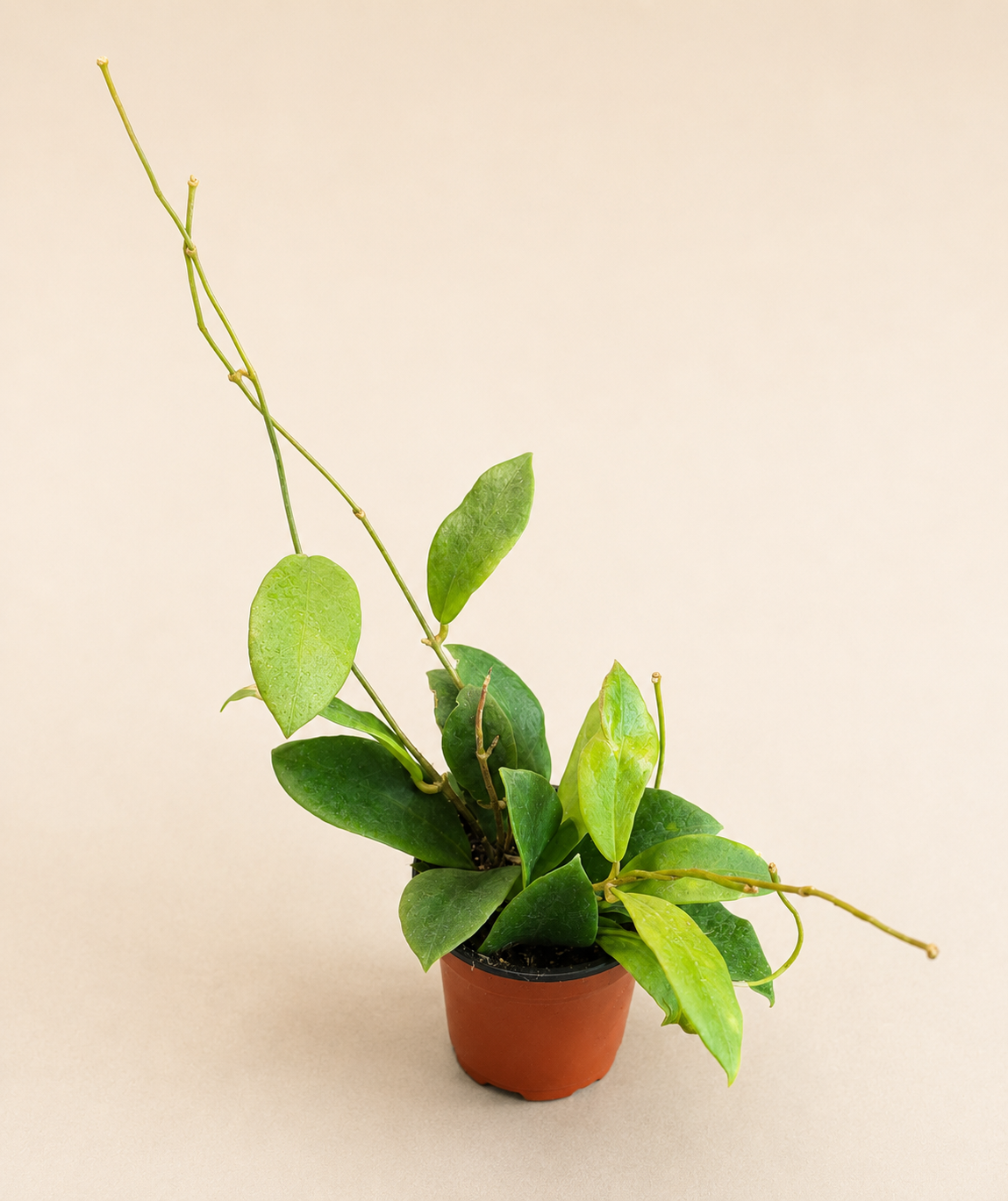 Hoya Mindorensis Pink in a 4 inch nursery pot with green vining foliage