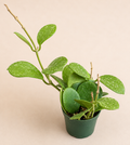 Hoya Obovata in a 4 inch nursery pot with round thick green wax plant leaves