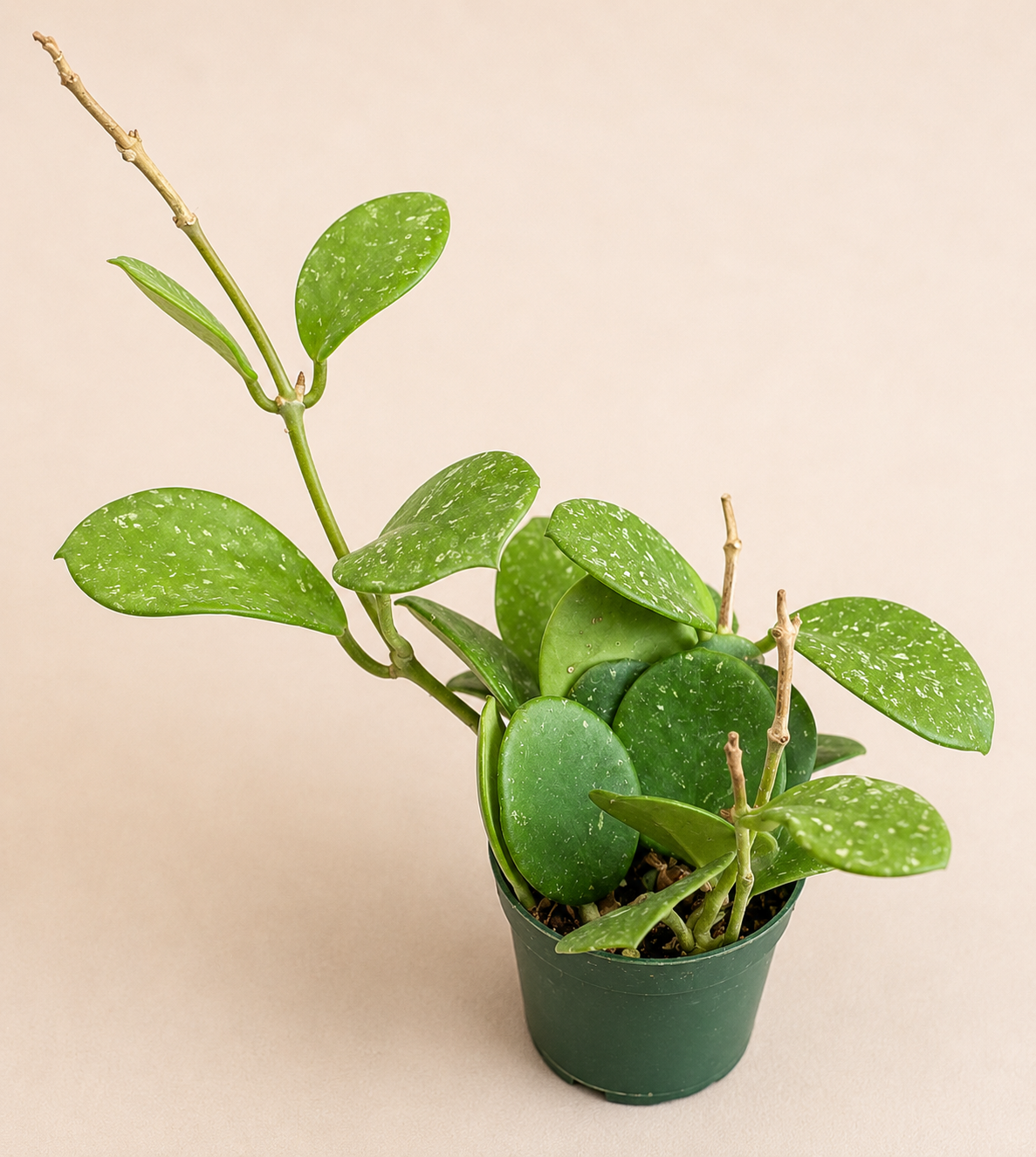 Hoya Obovata in a 4 inch nursery pot with round thick green wax plant leaves