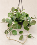 Hoya Obovata in a 6 inch hanging basket with round green leaves and trailing vines