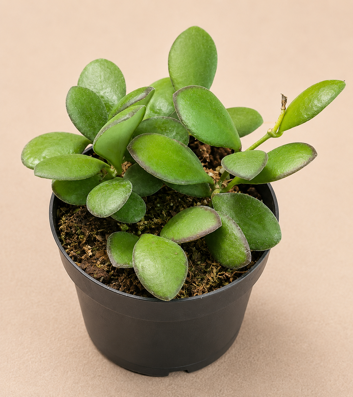 Hoya Panchoi starter plant in a 2 inch nursery pot with small green wax plant foliage