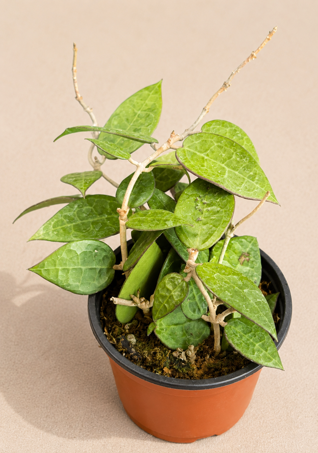 Hoya Parasitica Black Margin in a 4 inch nursery pot with waxy green leaves and darker leaf edges