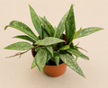 Hoya Parviflora Splash starter plant in a 2 inch nursery pot with narrow green leaves and silver splash