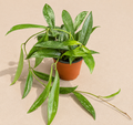 Hoya Pubicalyx Splash in a 4 inch nursery pot with long green waxy leaves and silver splash variegation