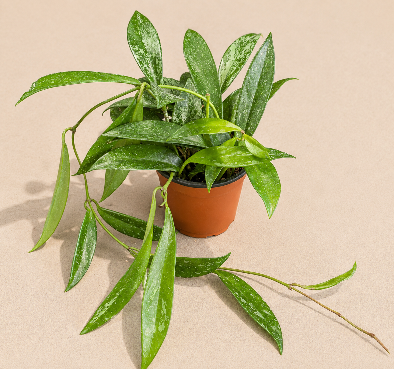 Hoya Pubicalyx Splash in a 4 inch nursery pot with long green waxy leaves and silver splash variegation