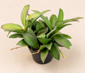 Hoya Rosita starter plant in a 2 inch nursery pot with narrow green leaves and red toned edges