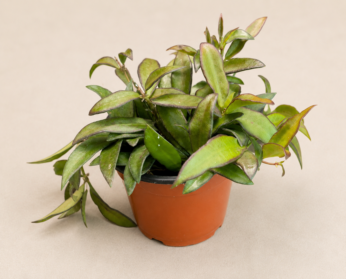 Hoya Rosita in a 4 inch nursery pot with narrow green leaves and red toned edges