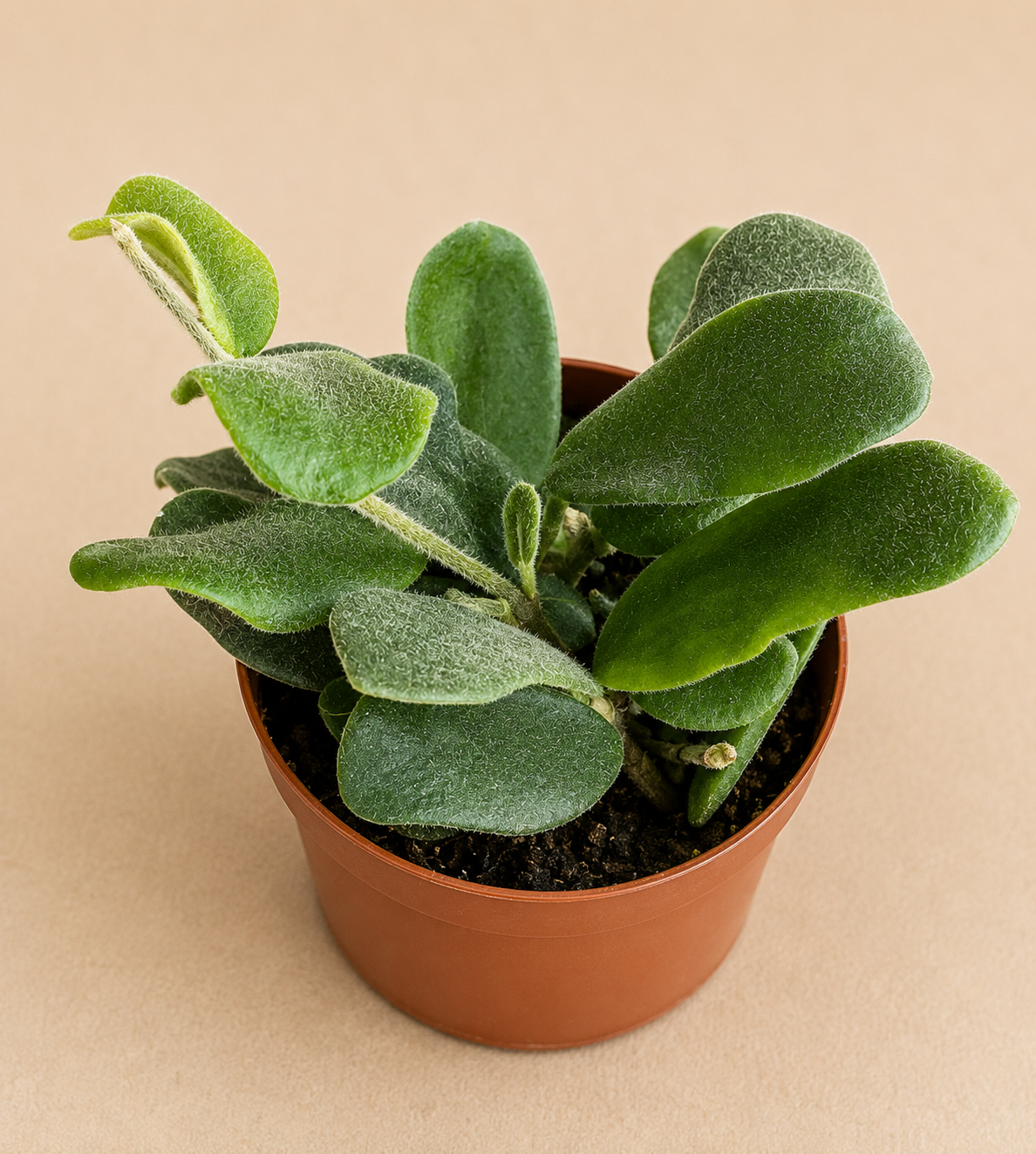 Hoya Rotundiflora starter plant in a 2 inch nursery pot with rounded green wax plant foliage