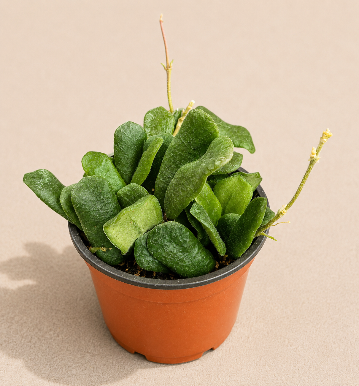 Hoya Rotundiflora in a 4 inch nursery pot with rounded thick green waxy leaves