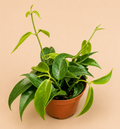 Hoya Rubida starter plant in a 2 inch nursery pot with green wax plant foliage