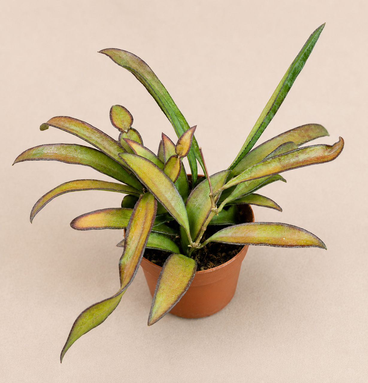 Hoya Wayetii starter plant in a 2 inch nursery pot with narrow green trailing foliage