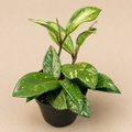 Hoya Wilbur Graves Carnosa starter plant in a 2 inch nursery pot with green leaves and silver splash