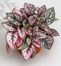 Hypoestes Pink Polka Dot Plant – 4" Houseplant