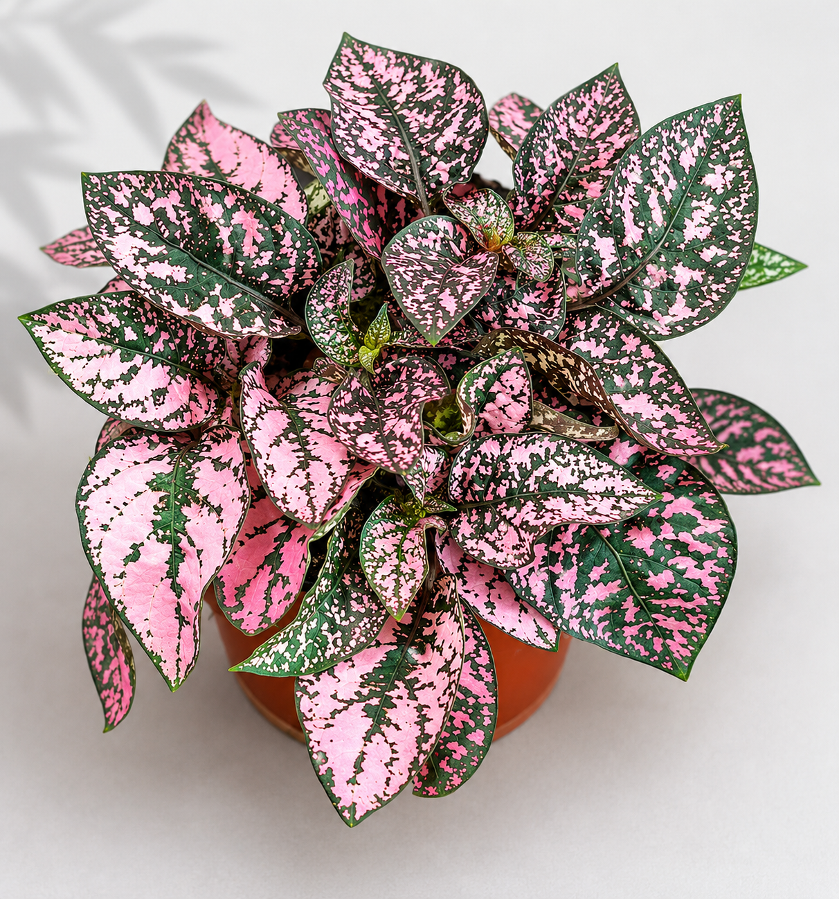 Hypoestes Pink Polka Dot Plant – 4" Houseplant