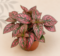 Hypoestes Red Polka Dot Plant in a 4 inch nursery pot with green and red speckled foliage