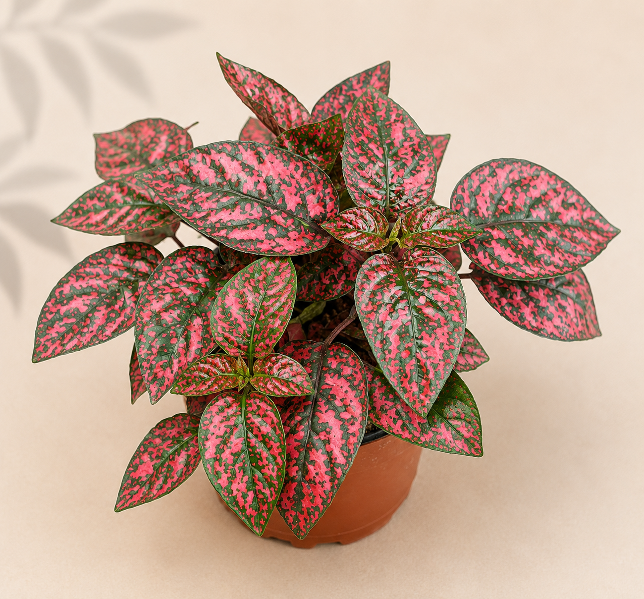 Hypoestes Red Polka Dot Plant in a 4 inch nursery pot with green and red speckled foliage