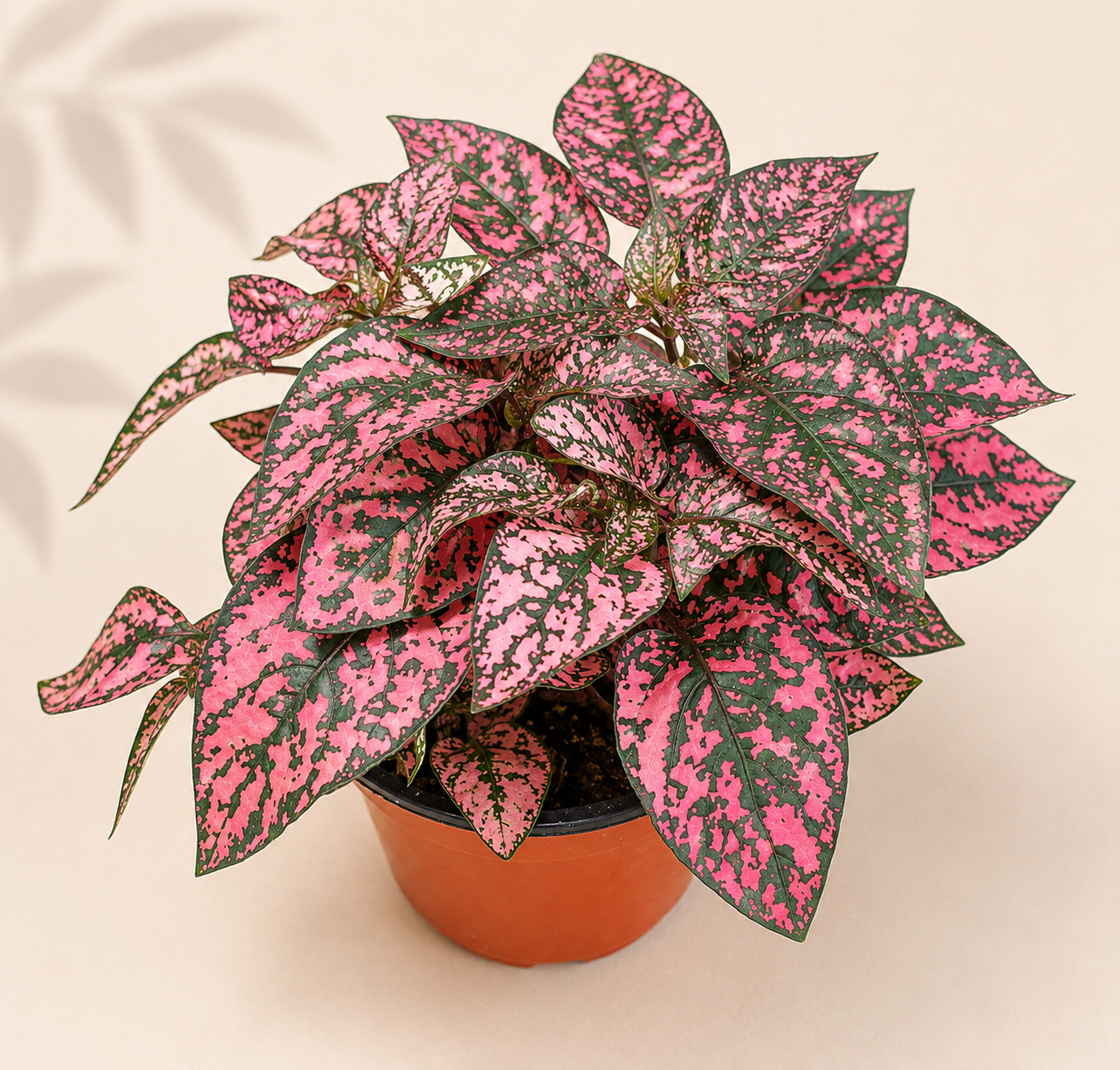 Hypoestes Rose Polka Dot Plant in a 4 inch nursery pot with green and pink speckled foliage