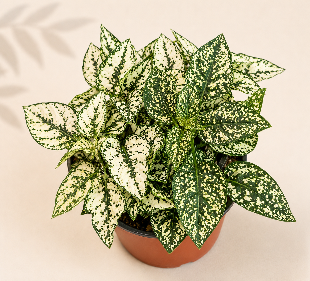 Hypoestes White Polka Dot Plant in a 4 inch nursery pot with green and white speckled foliage