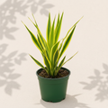 Dracaena Lemon Lime 4 inch houseplant in dark green nursery pot