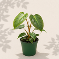 Philodendron Billietiae 3 inch starter plant in dark green nursery pot