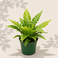 Asplenium Antiquum Gioia Bird's Nest Fern 4 inch in dark green nursery pot