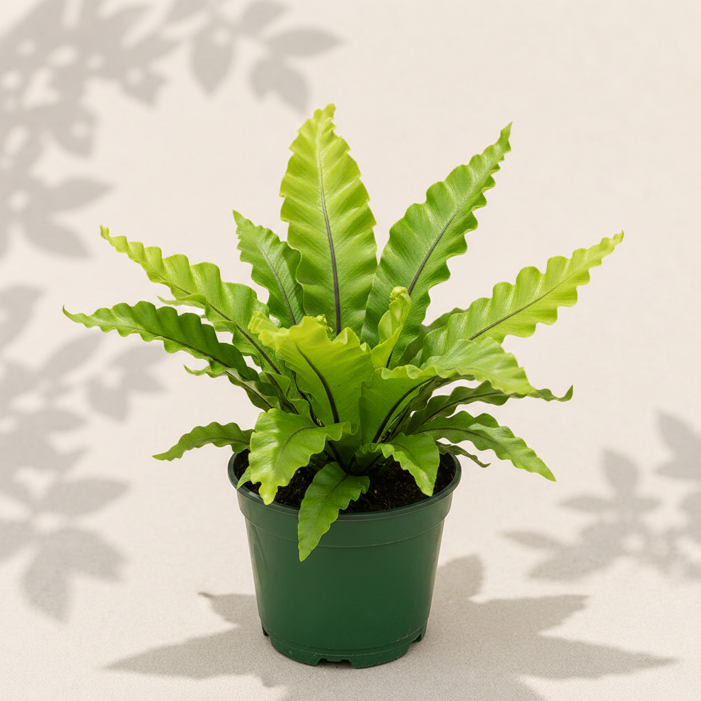 Asplenium Antiquum Gioia Bird's Nest Fern 4 inch in dark green nursery pot