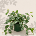 Hoya Caudata Sumatra 4 inch houseplant in dark green nursery pot