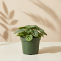 Pilea Friendship Plant 4 inch in a dark green nursery pot