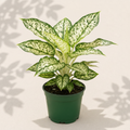 Dieffenbachia Panther 4 inch houseplant in dark green nursery pot