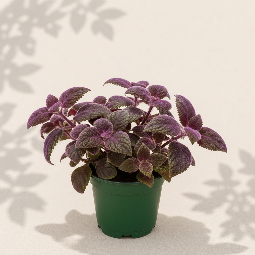 Gynura Purple Passion 4 inch houseplant in dark green nursery pot
