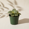 Fittonia Mistral Nerve Plant 2 inch in a dark green nursery pot