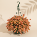 Sedum Coral Reef 6 inch hanging basket in a dark green nursery pot