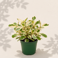 Peperomia Ginny Tricolor 4 inch houseplant in dark green nursery pot